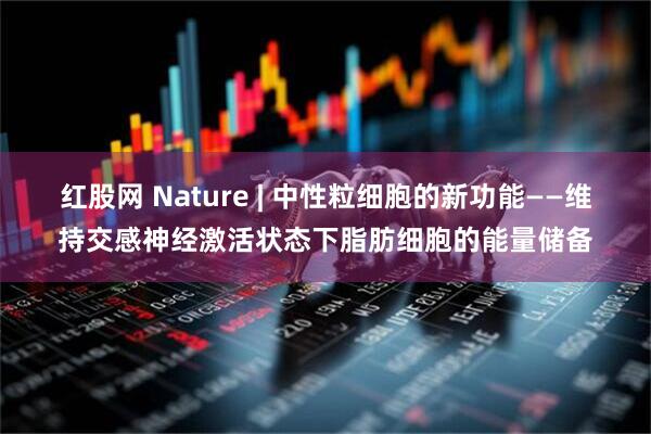 红股网 Nature | 中性粒细胞的新功能——维持交感神经激活状态下脂肪细胞的能量储备